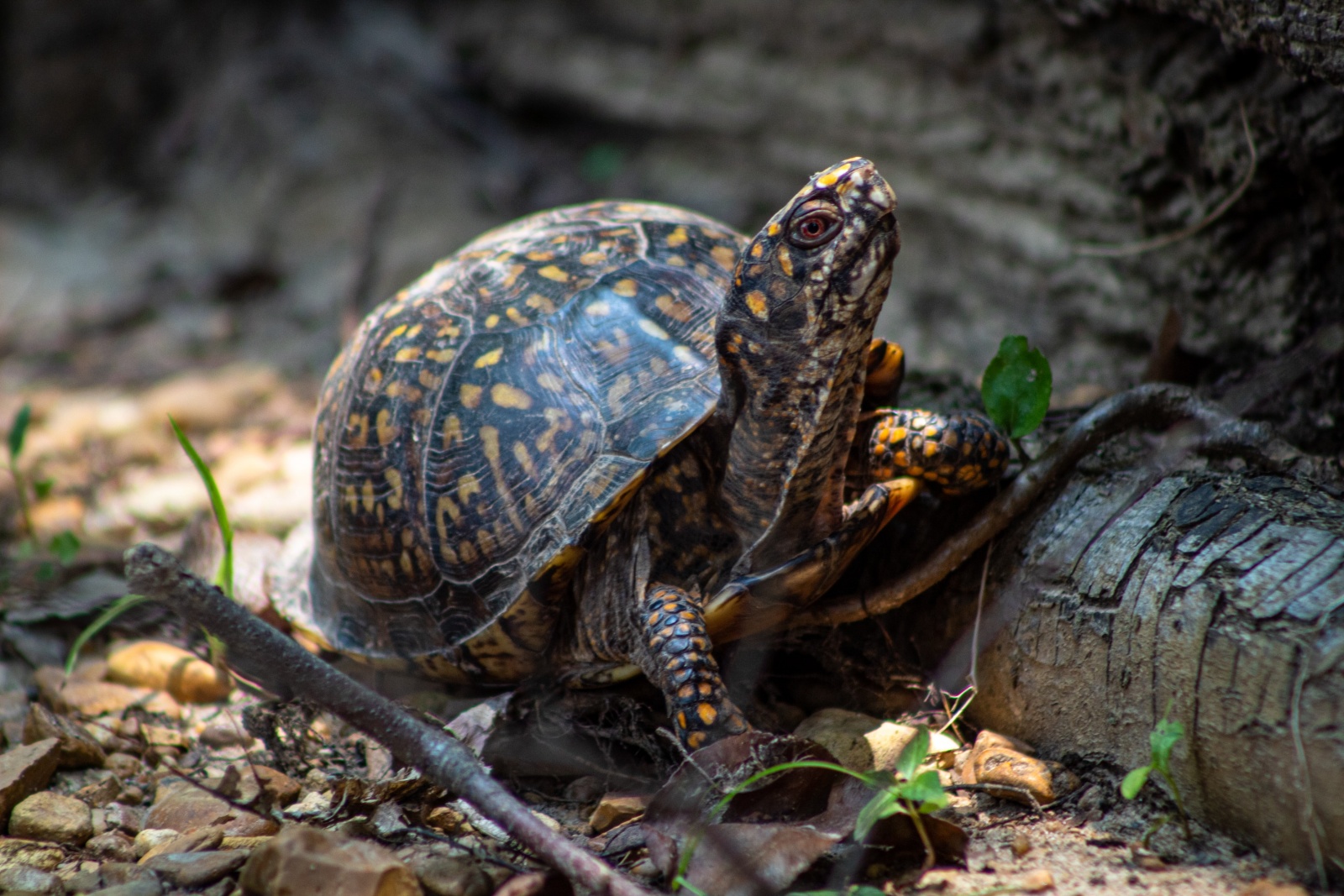 Poem | Tortoise | Commonweal Magazine